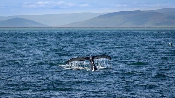 les meilleurs endroits pour observer les baleines