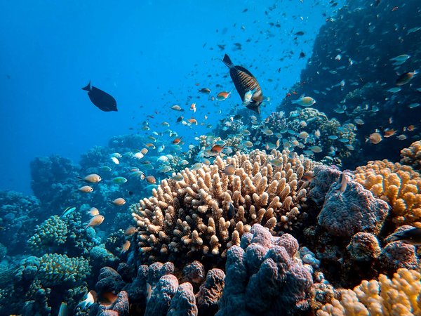 Comment choisir une expérience de plongée dans la Grande Barrière de Corail, Australie, en soutenant la conservation marine ?