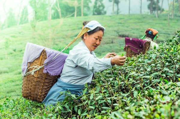 Comment organiser une visite des plantations de thé à Darjeeling, Inde ?